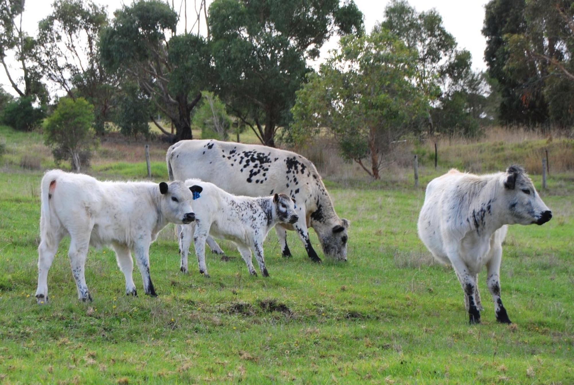 Back Valley Farmstay Bed And Breakfast Victor Harbor Eksteriør bilde