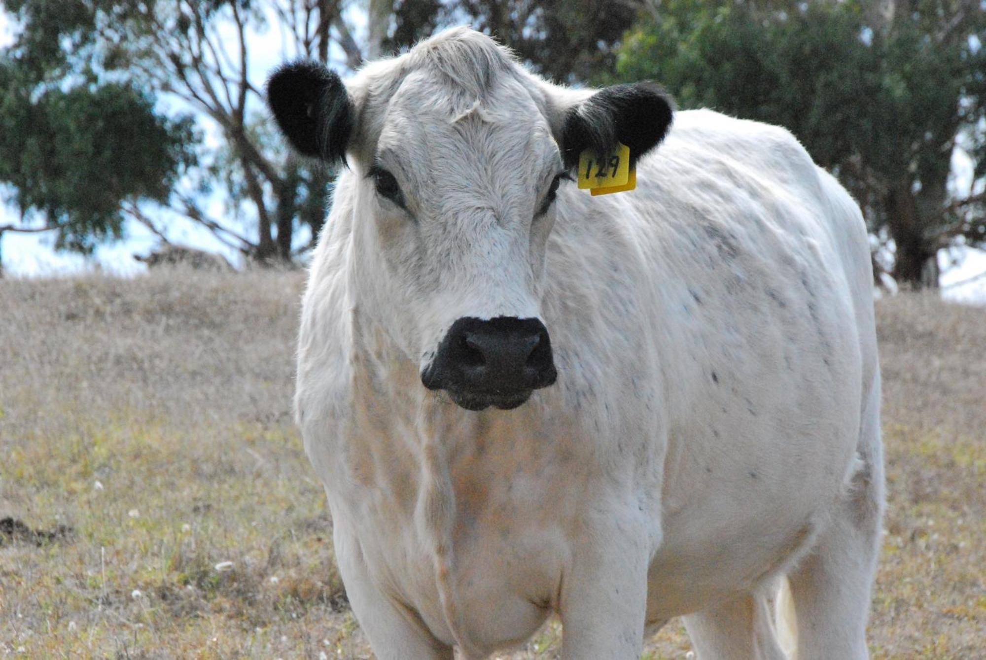 Back Valley Farmstay Bed And Breakfast Victor Harbor Eksteriør bilde