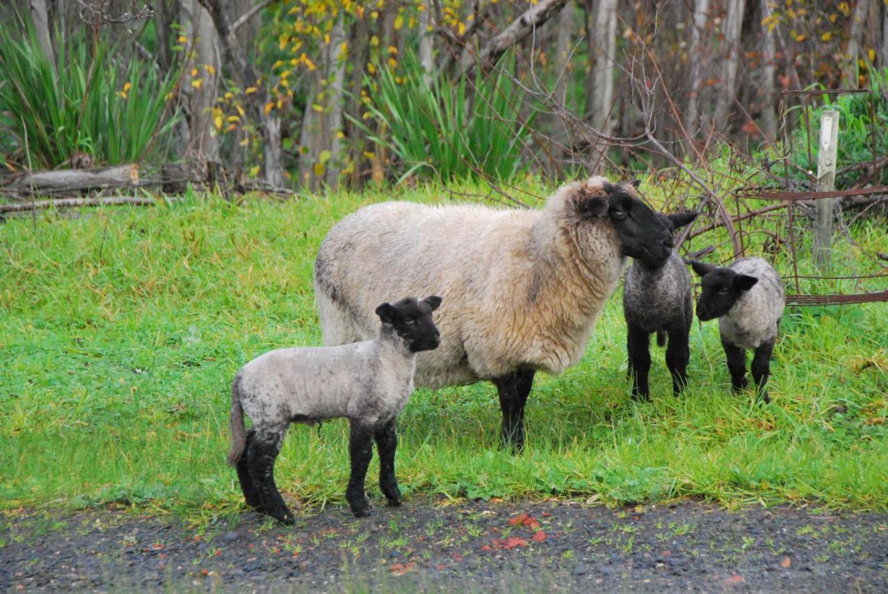 Back Valley Farmstay Bed And Breakfast Victor Harbor Eksteriør bilde